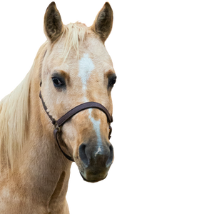 A palomino pony with a strip and a leather halter.